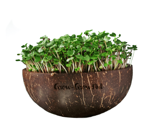 keimgrün | Grow-Grow Nut | Microgreens Starterpaket