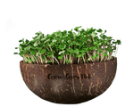 Lade das Bild in den Galerie-Viewer, keimgrün | Grow-Grow Nut | Microgreens Starterpaket
