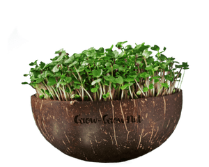 keimgrün | Grow-Grow Nut | Microgreens Starterpaket