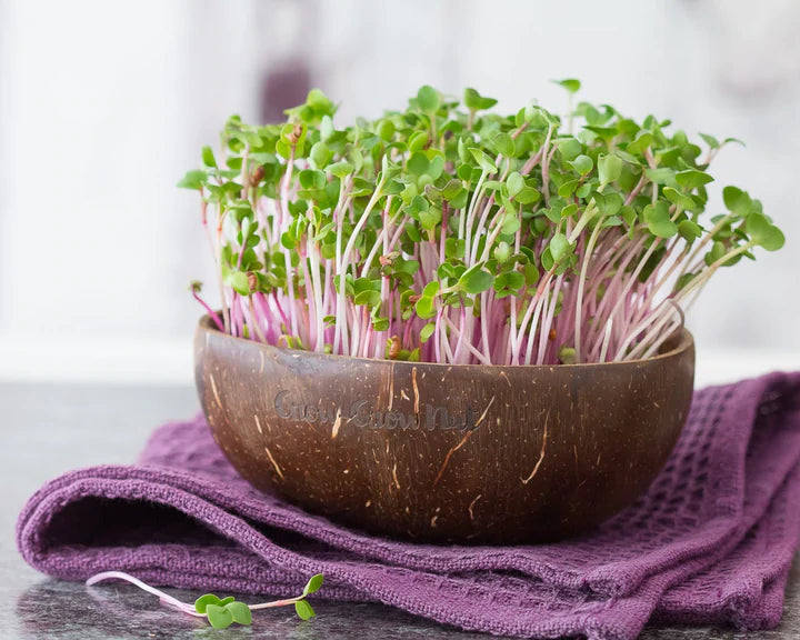 keimgrün | Grow-Grow Nut | Microgreens Starterpaket